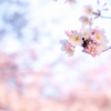 ハマの桜02