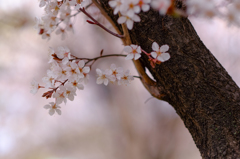 桜の木の皮