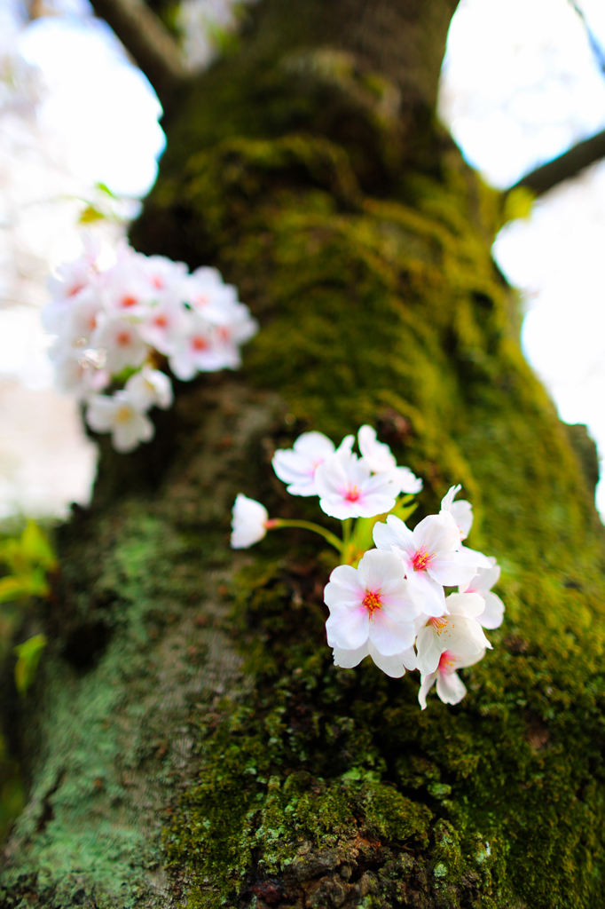 桜もそろそろアレですね。