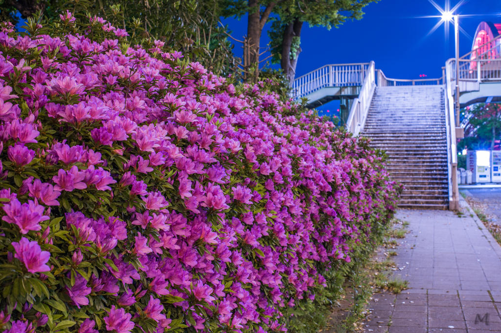 夜の花。