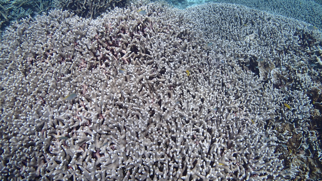 P8040006