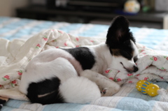 眠っちゃった