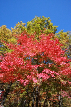 紅葉