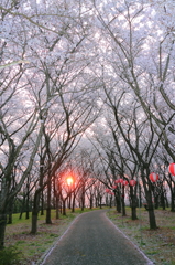朝日の桜