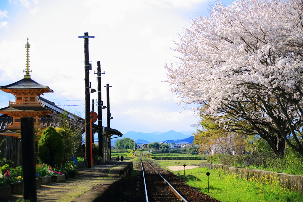 駅と桜