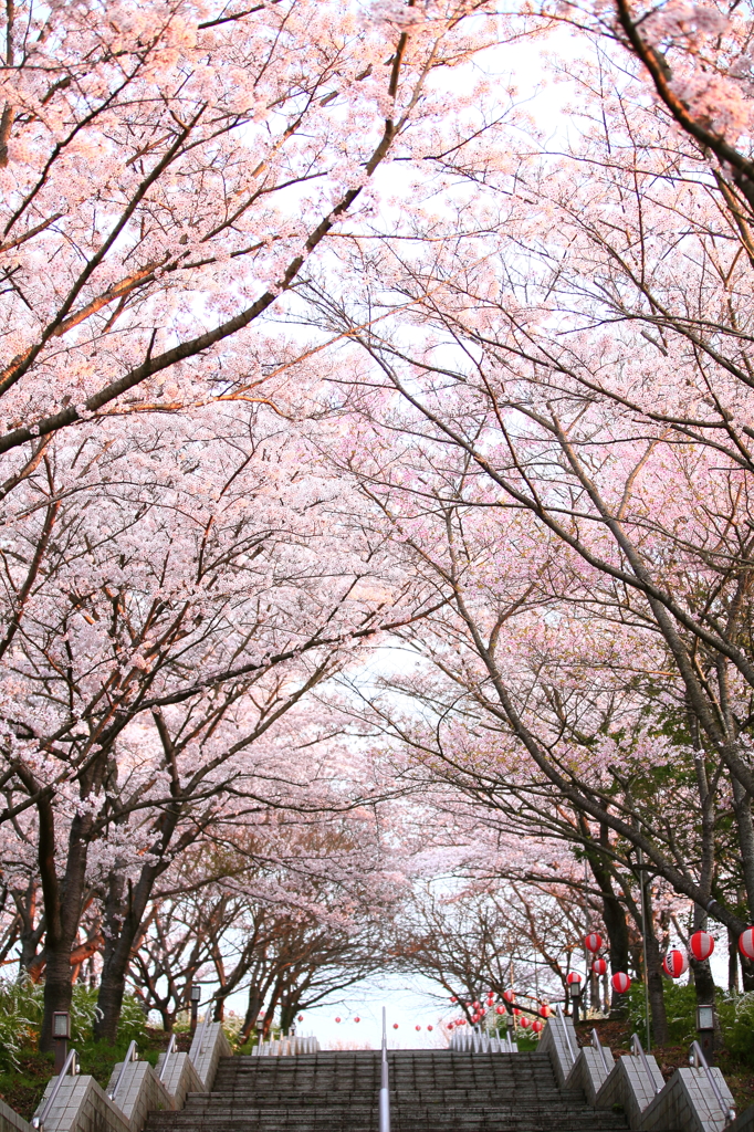 桜のトンネル