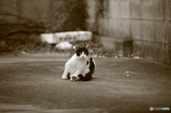 真鍋島の猫