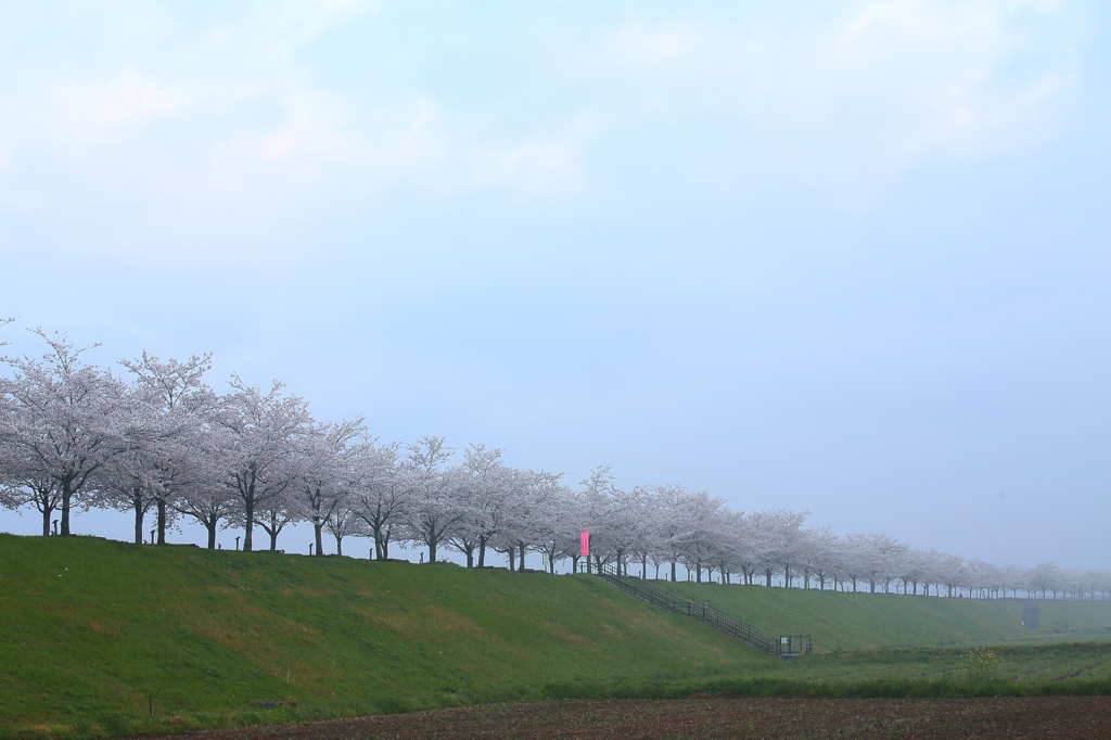 霧の桜並木