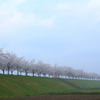 霧の桜並木