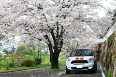桜とMINI