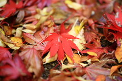 落紅葉