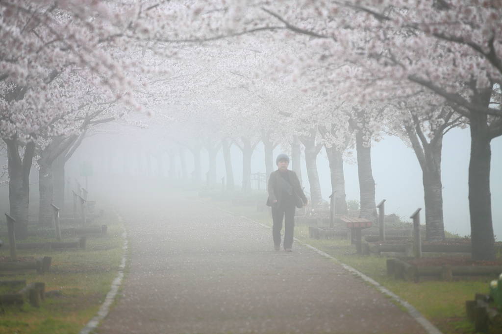 霧の桜トンネル