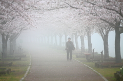 霧の桜トンネル
