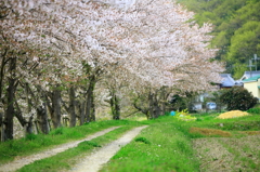 桜舞い散る