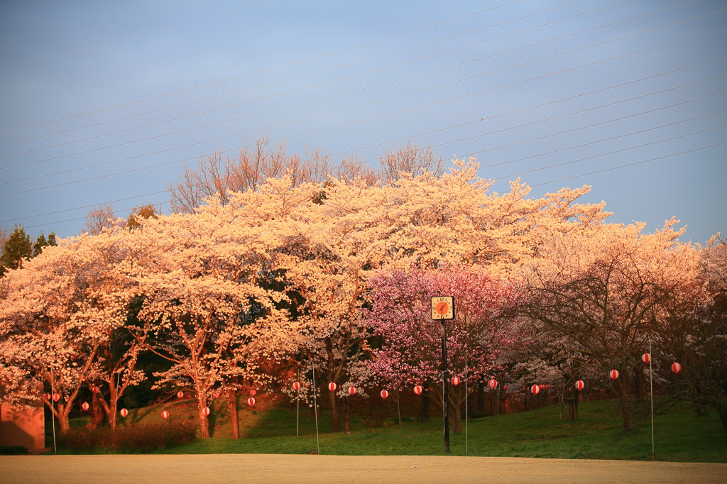 朝日を浴びる桜
