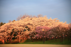 朝日を浴びる桜
