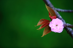 世界に一つだけの花