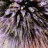藤の花火
