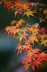 紅葉