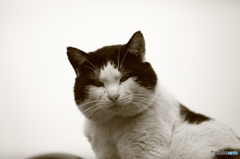 真鍋島の猫
