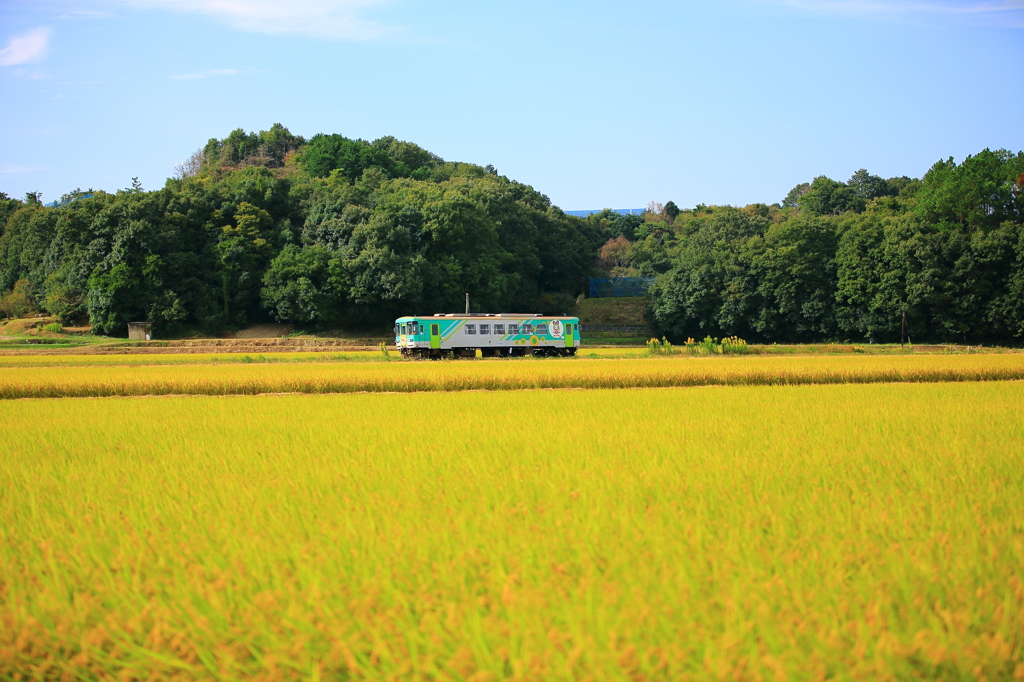 黄金の絨毯を行く北条鉄道