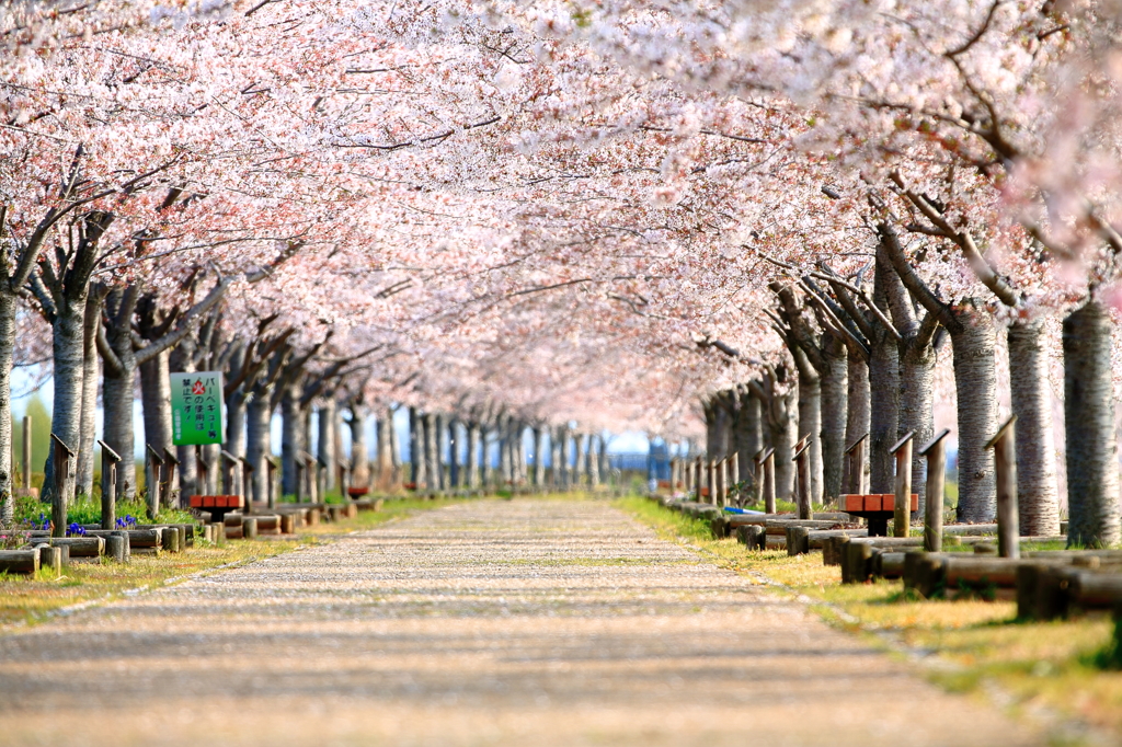 散りゆく桜