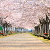 散りゆく桜