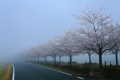 霧の桜並木
