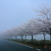 霧の桜並木