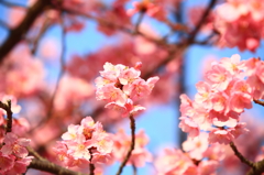 河津桜
