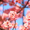 河津桜