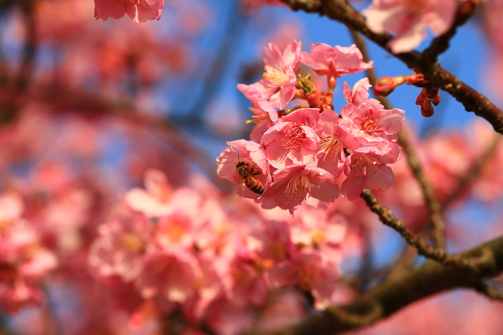 河津桜