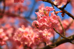 河津桜