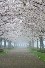 霧の桜トンネル