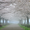 霧の桜トンネル