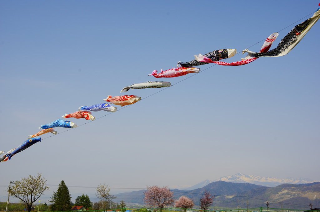 十勝岳とこいのぼり