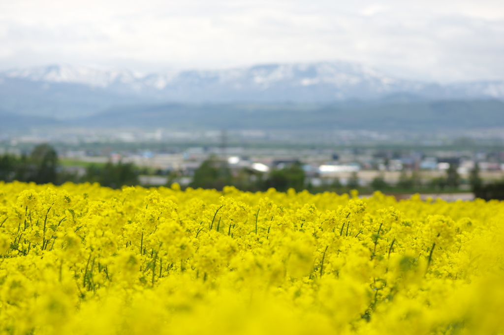 作付け面積日本一滝川の菜の花畑