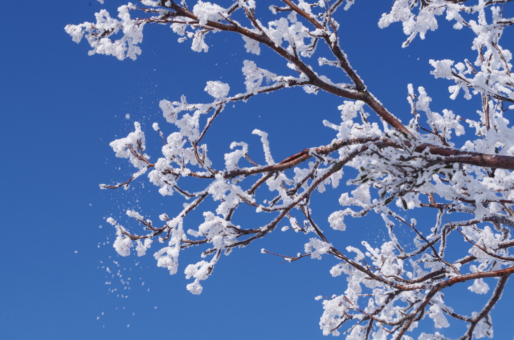 雪の華