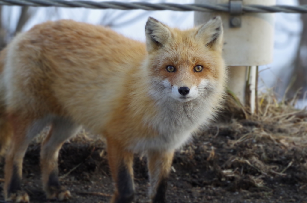 キタキツネ
