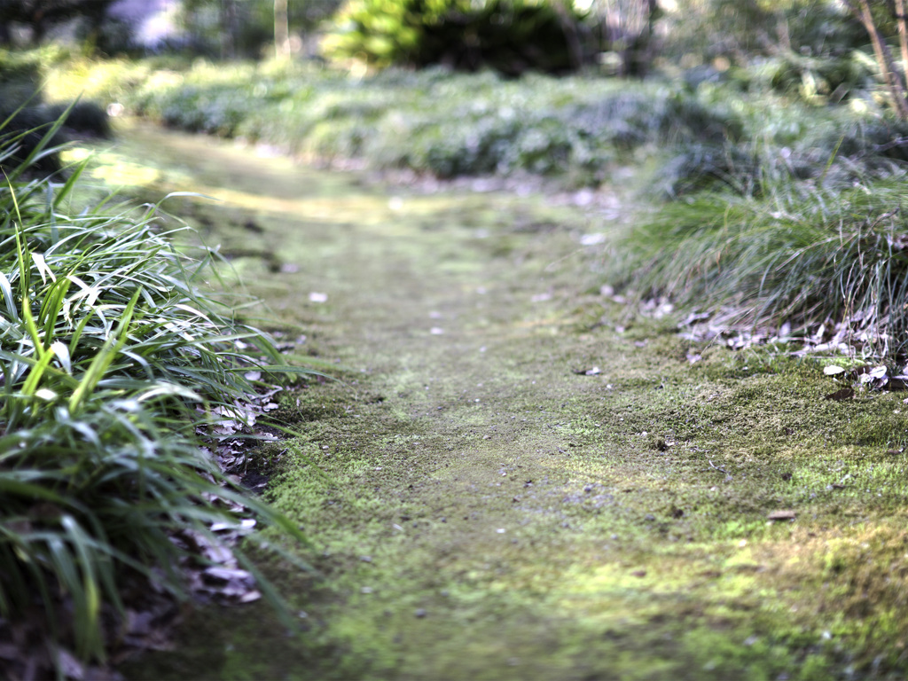 苔のみち