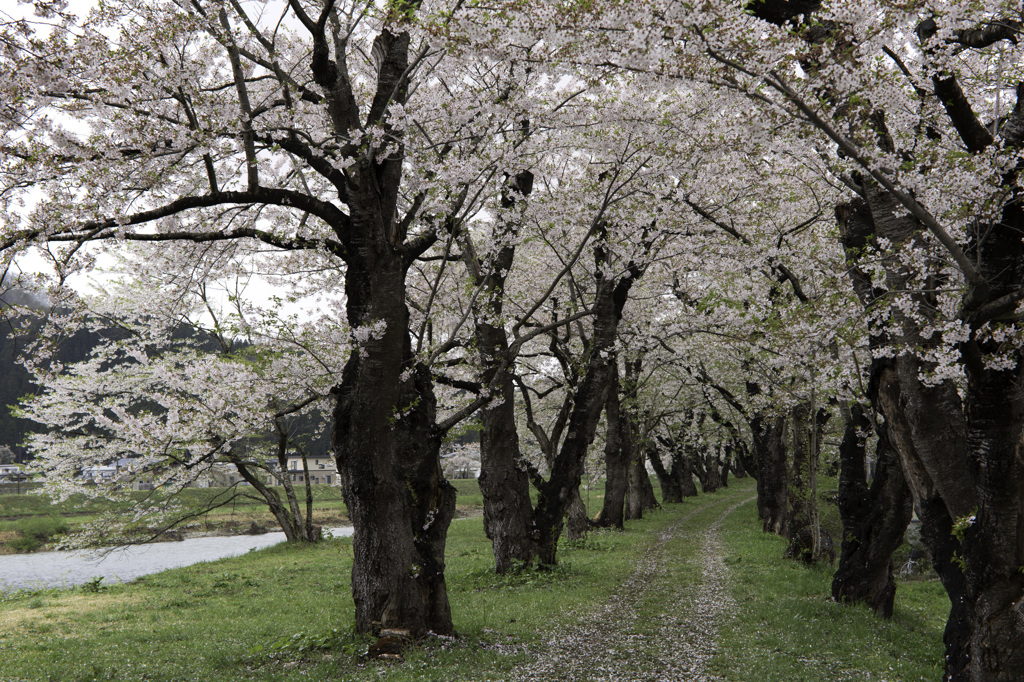 桧木内川桜
