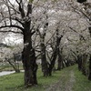 桧木内川桜