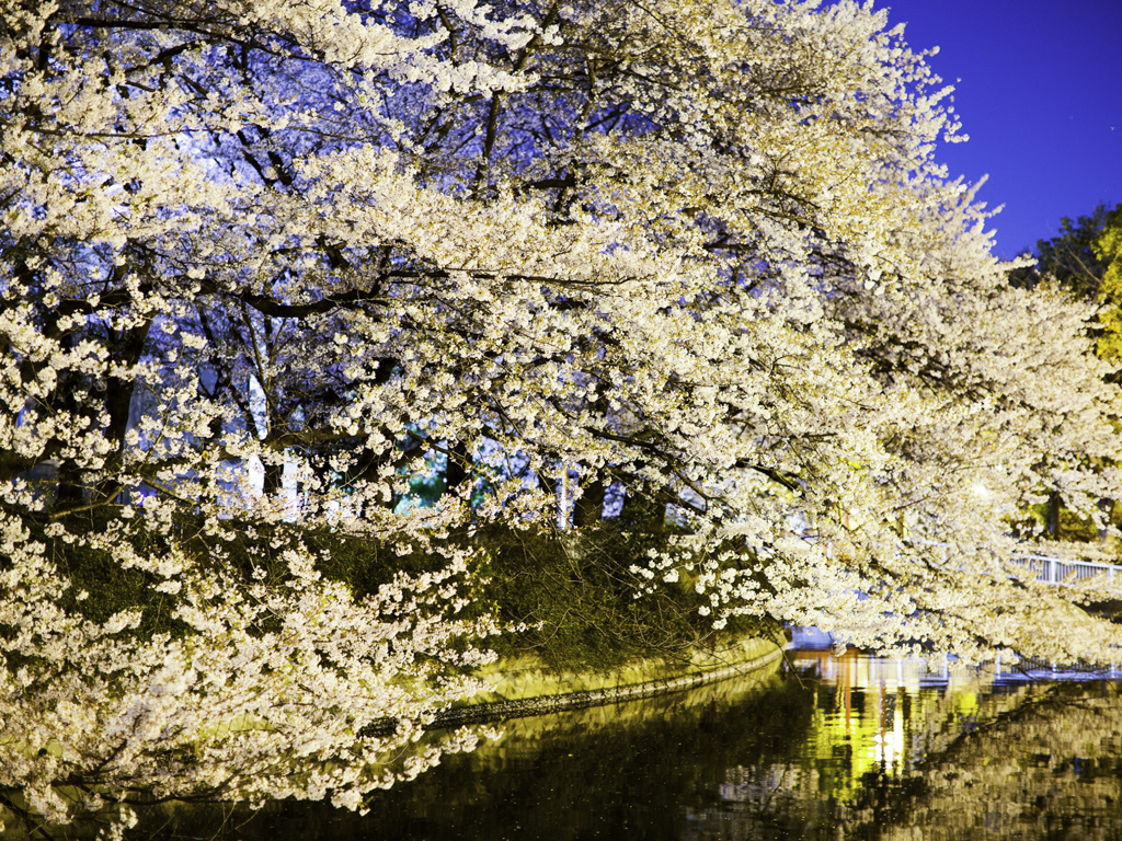 夜桜２
