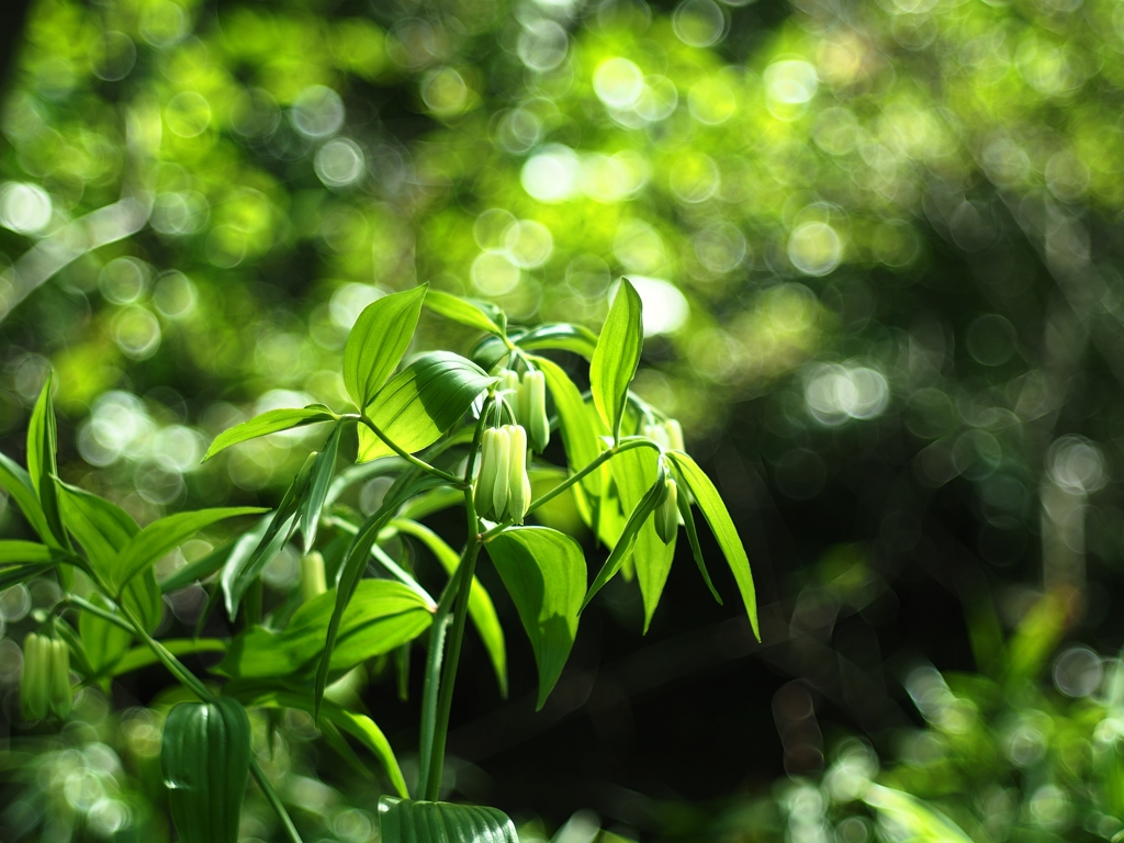Industar-61 L/Z 50mm f2.8