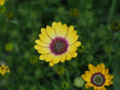 オステオスペルマム