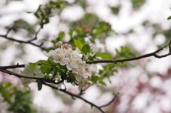 駒沢桜