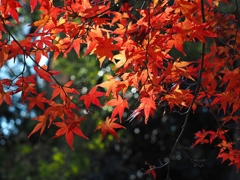 絞りと開放（絞り)