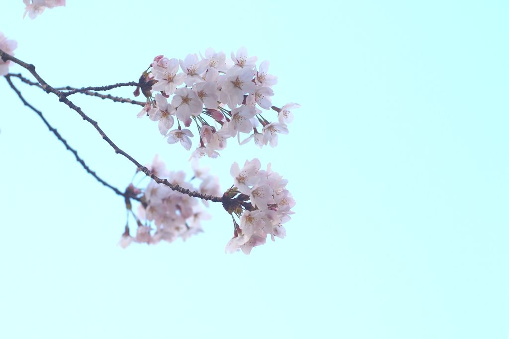 サイレント・プア