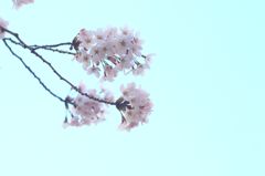 サイレント・プア