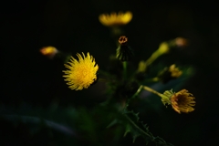Industar-61 L/Z 50mm f2.8